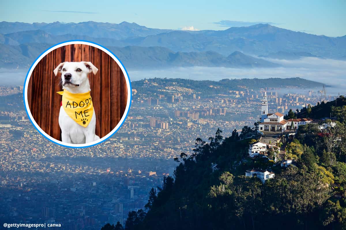 5 verdades cruciales sobre la adopción de mascotas en 2025