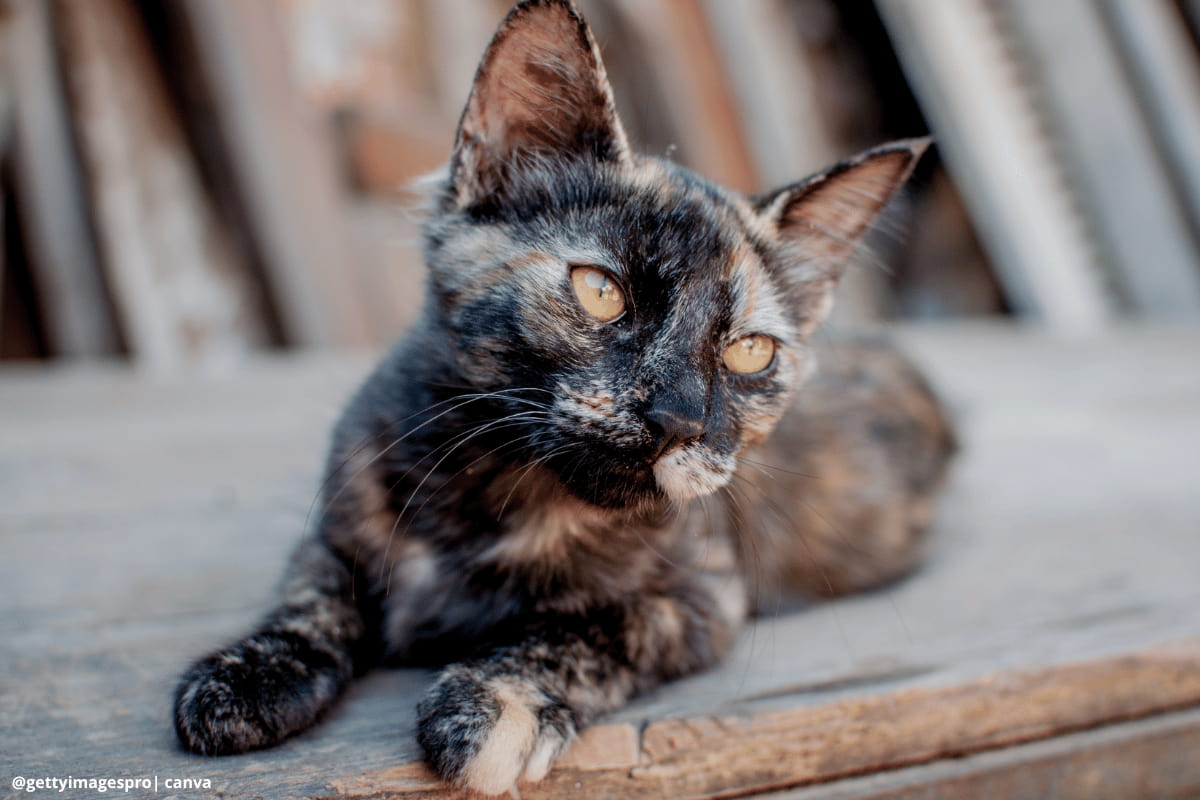 Guía definitiva: 12 claves para una exitosa adopción de un gato en familia en 2025