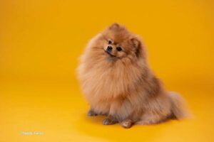 perros pequeños
