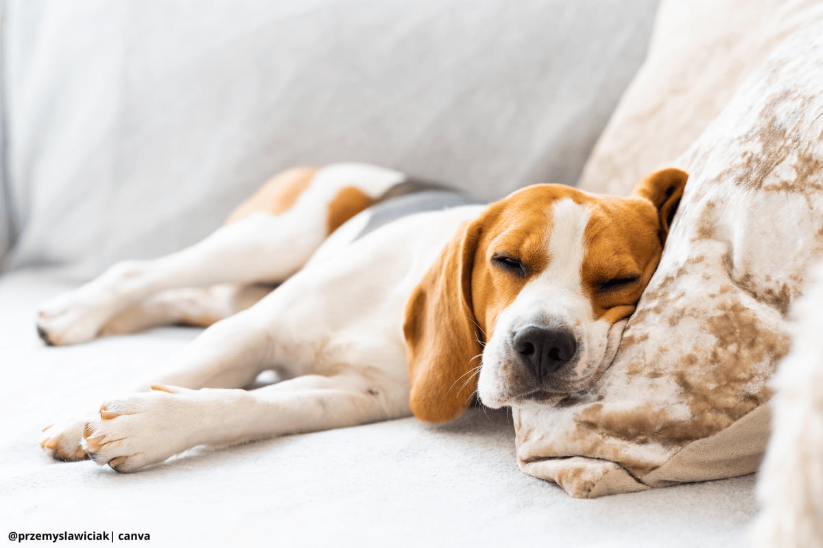 Cómo preparar su hogar para la llegada de un perro adulto