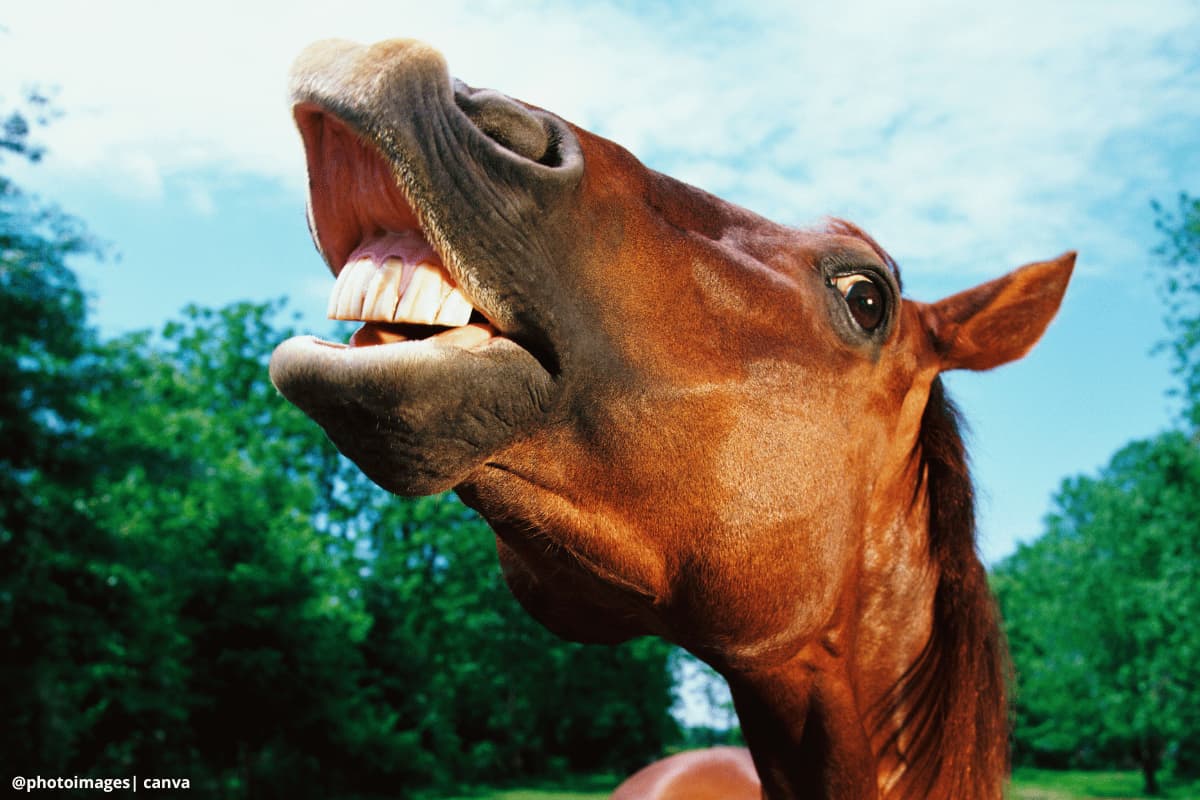 Cómo evitar que un caballo se asuste y los riesgos que implica