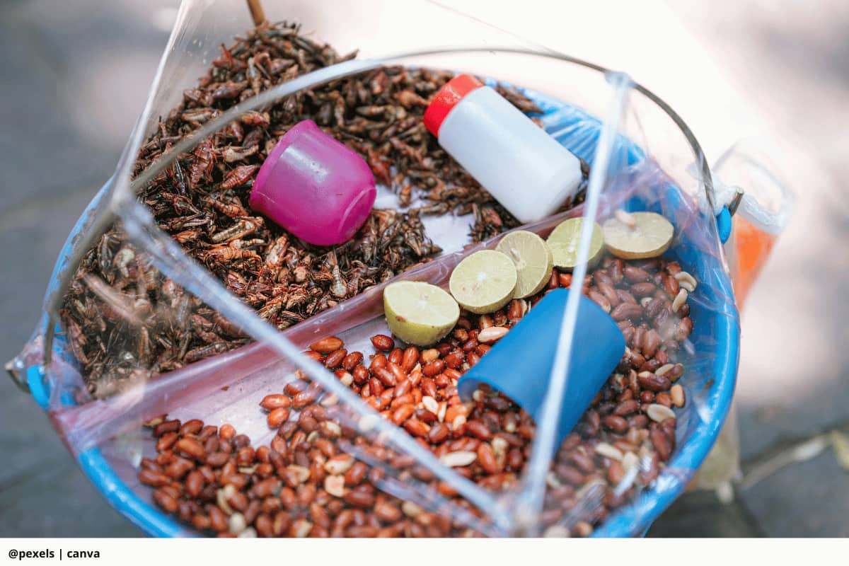 10 insectos comestibles que son fuente de proteína animal