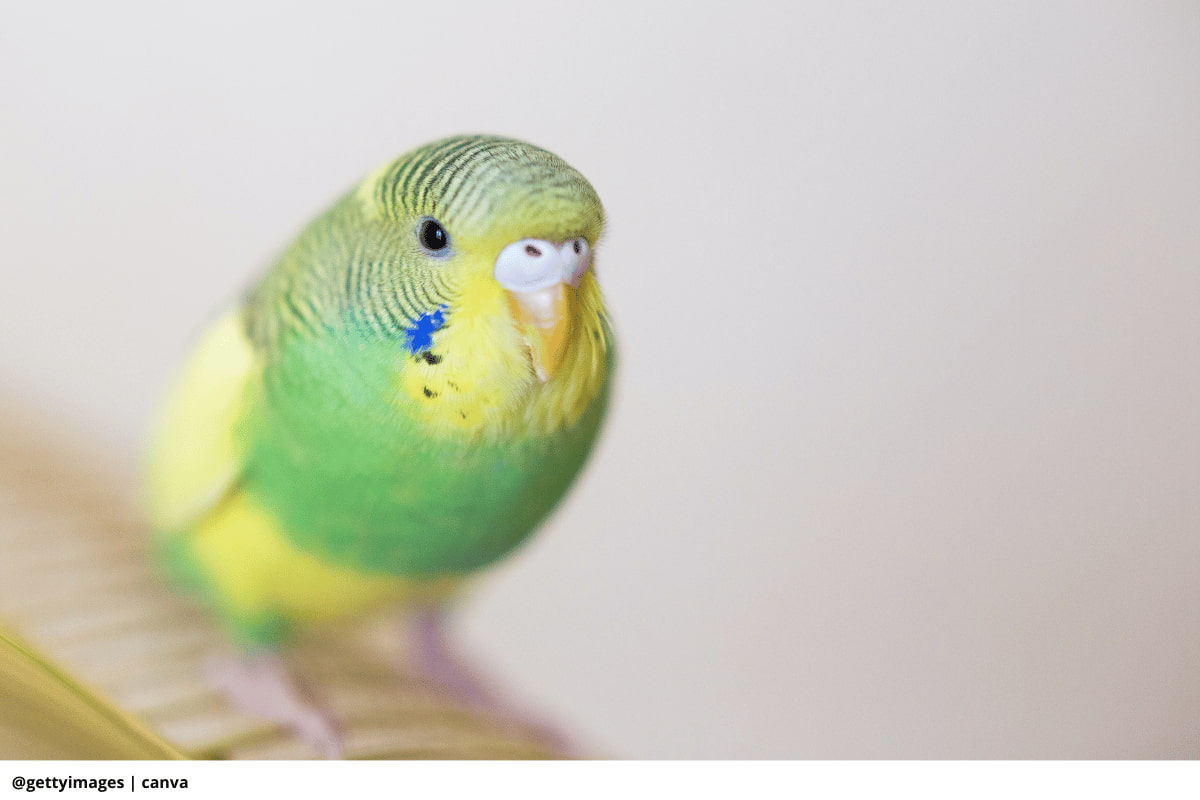 La guía definitiva: 10 claves para la alimentación de su perico australiano