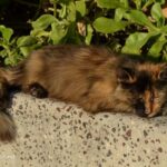 adopción de gatos ancianos
