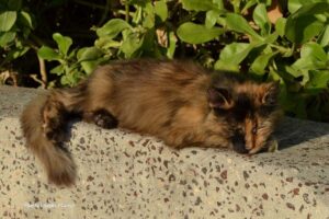 adopción de gatos ancianos