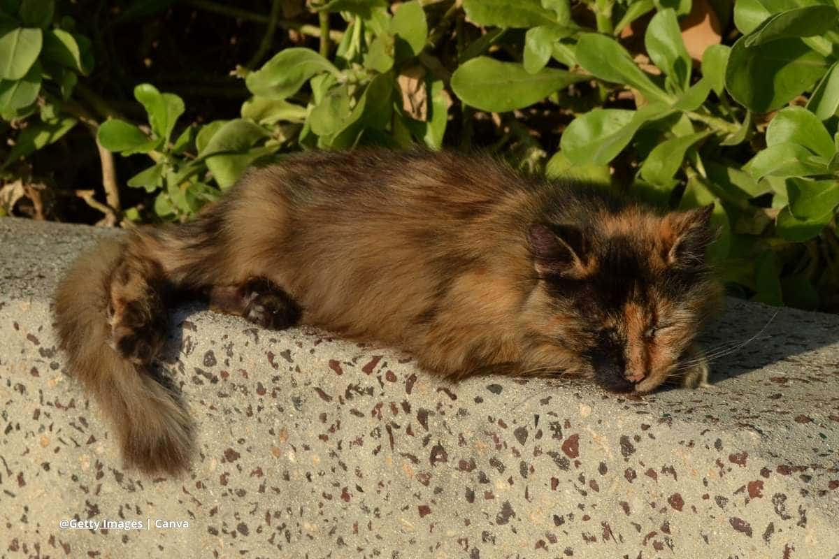 adopción de gatos ancianos
