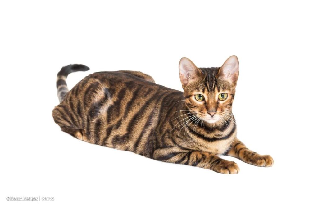gatos comunes en Colombia