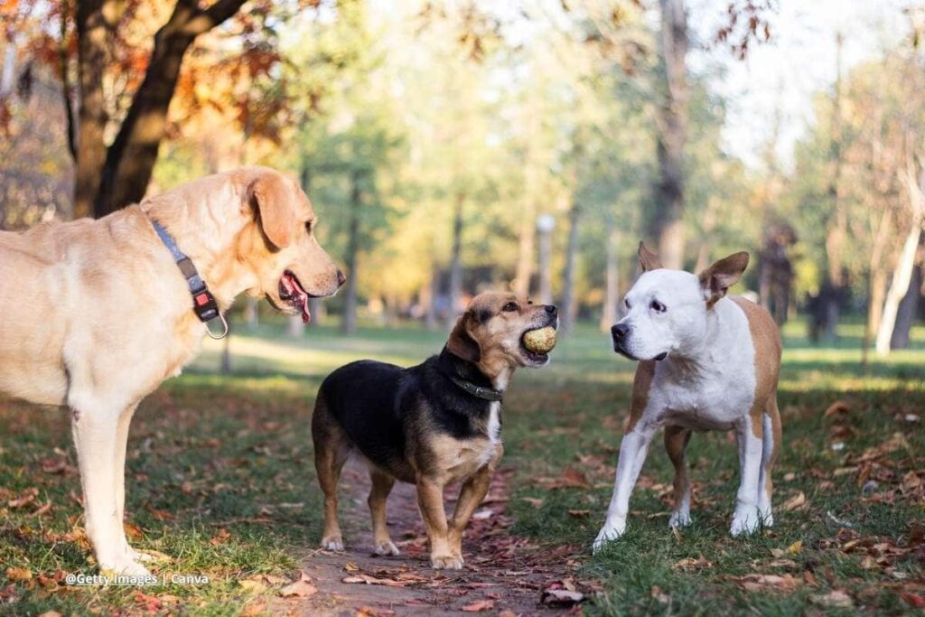 perro pastor alemán en Colombia
