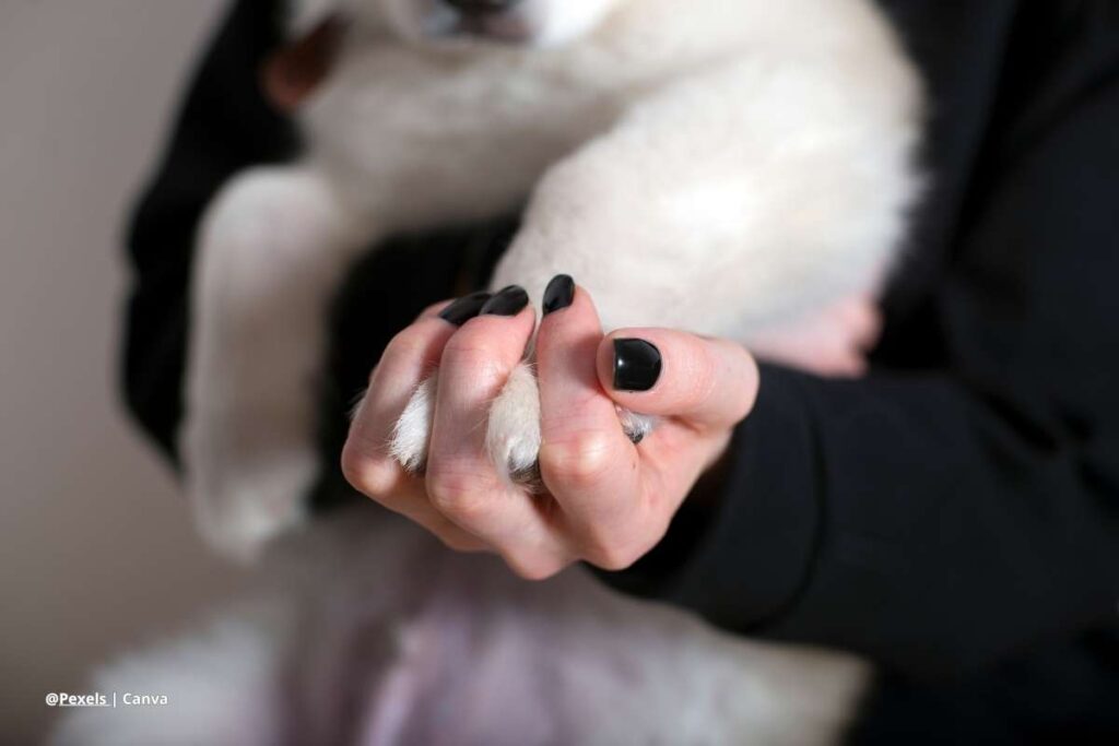 perro de apoyo emocional