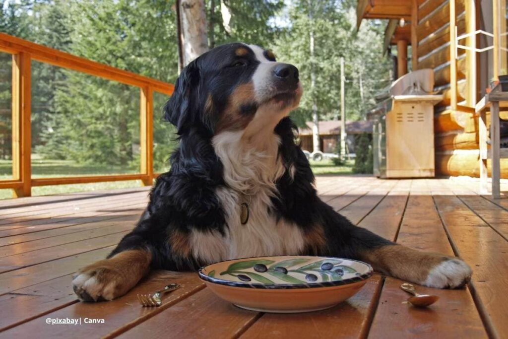 pan y levadura para perros