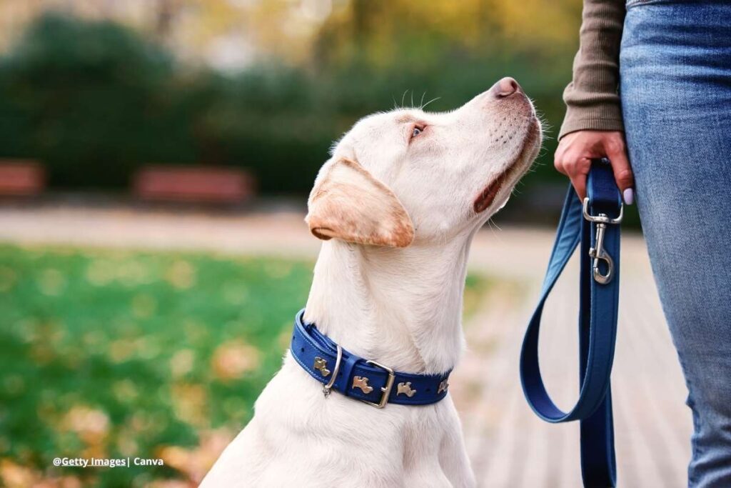 perro percibe emociones humanas