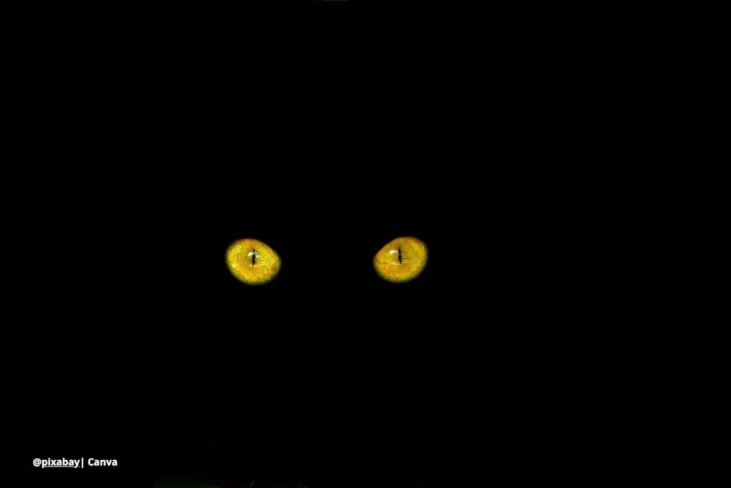 pupila vertical gatos