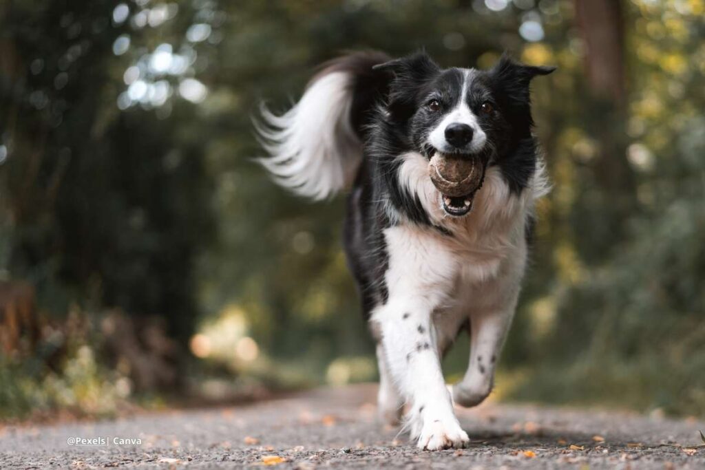 perros juguetones de por vida -perros juguetones