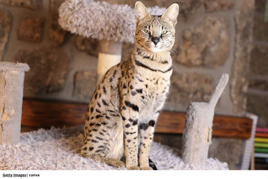gato Savannah