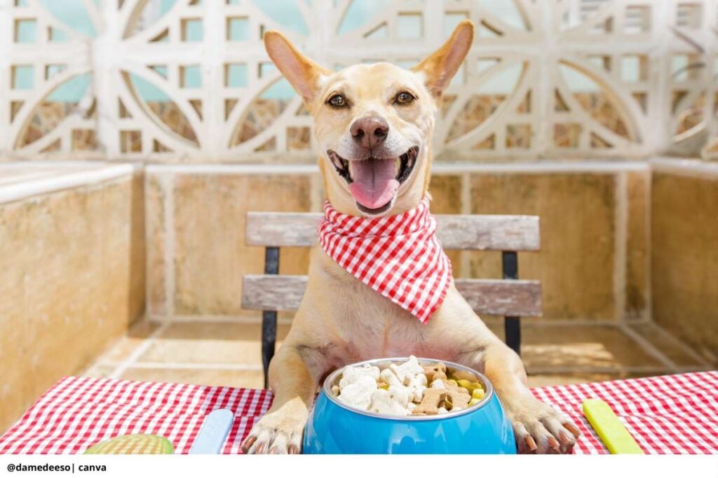 perro adulto comiendo