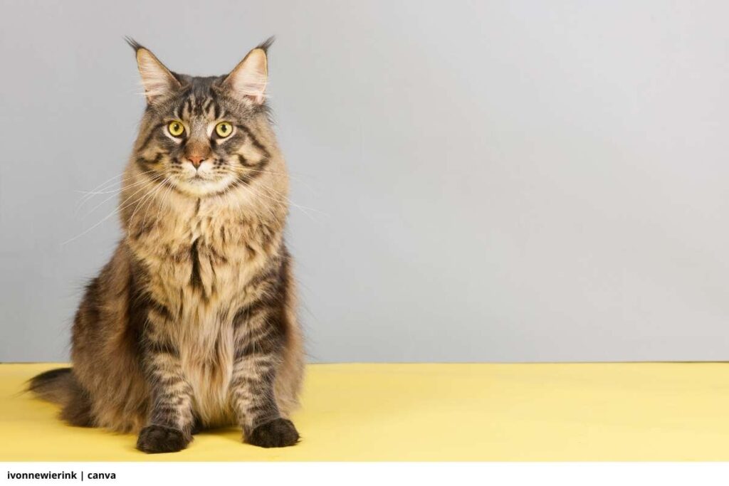 gato Maine Coon en balanza