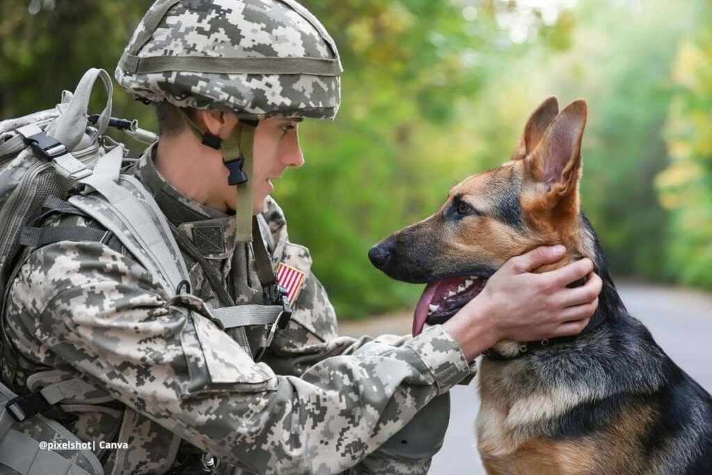 Smoky perro de guerra