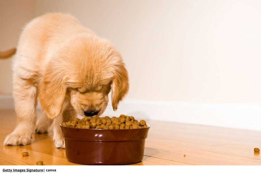 Imagen de un cachorro comiendo de su plato