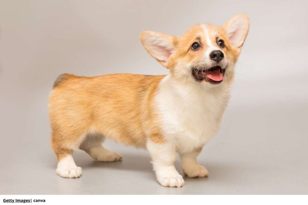 Imagen de un dorgi de perfil.