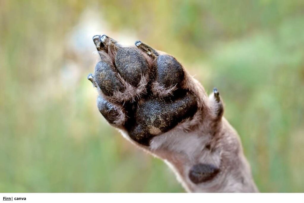 espolón_perro_anatomía