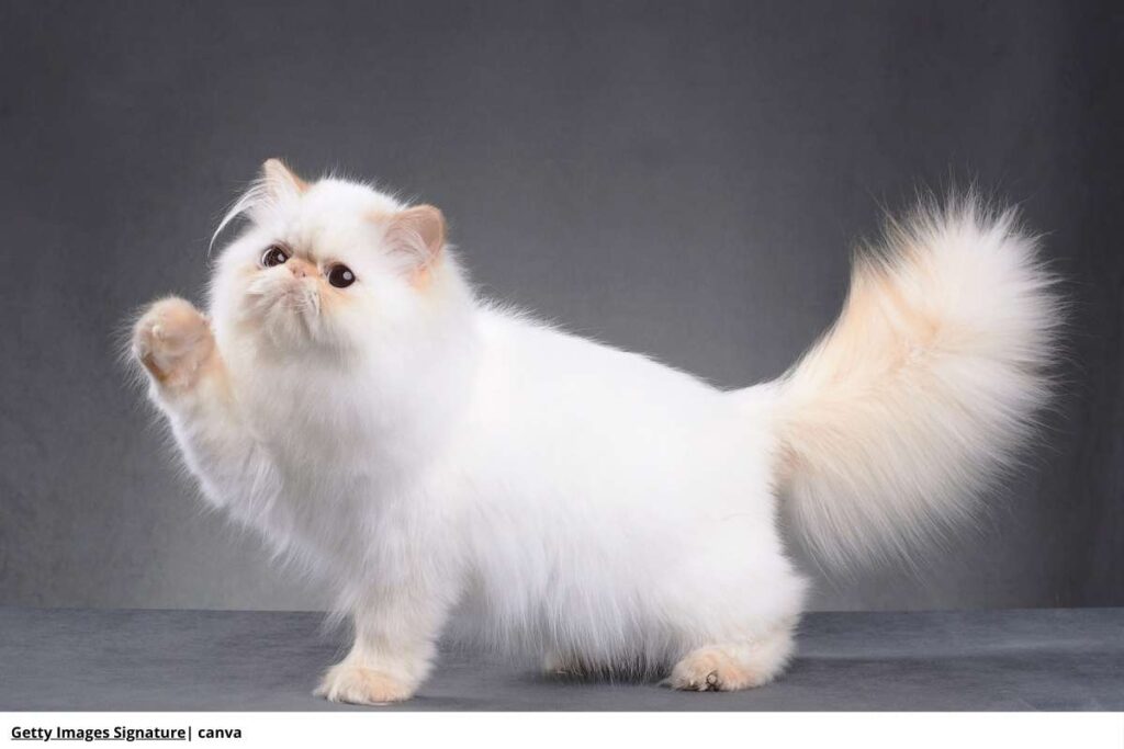 gato Persa peinado
