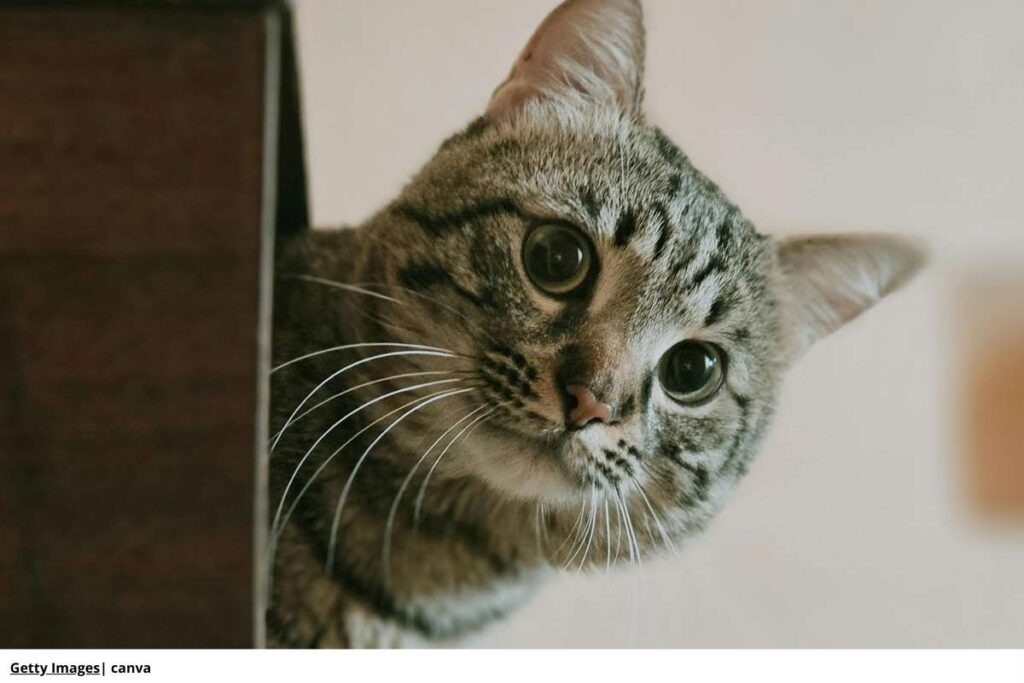 gato criollo jugando
