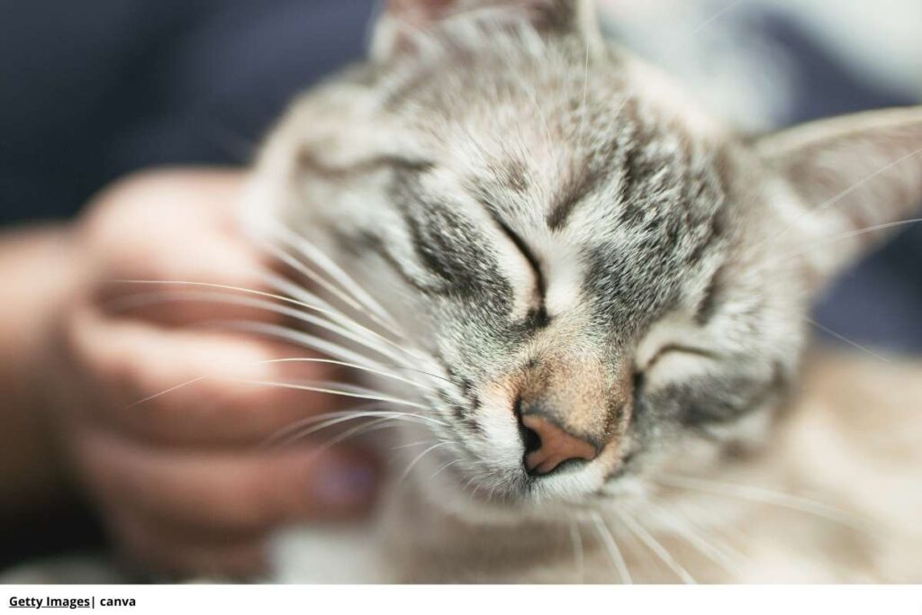 Imagen de un gato ronroneando