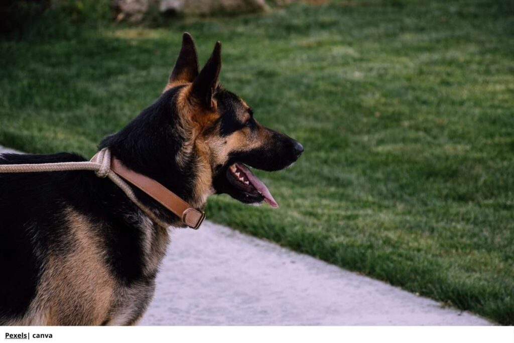 labrador_retriever_rescate
