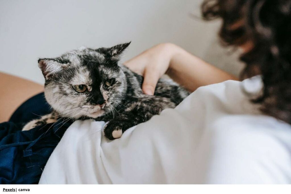 gato sacudiendo la cola con orejas aplanadas