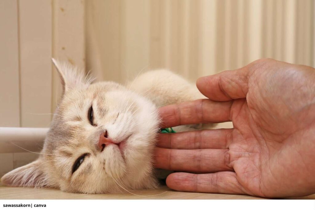 persona acariciando a su gato