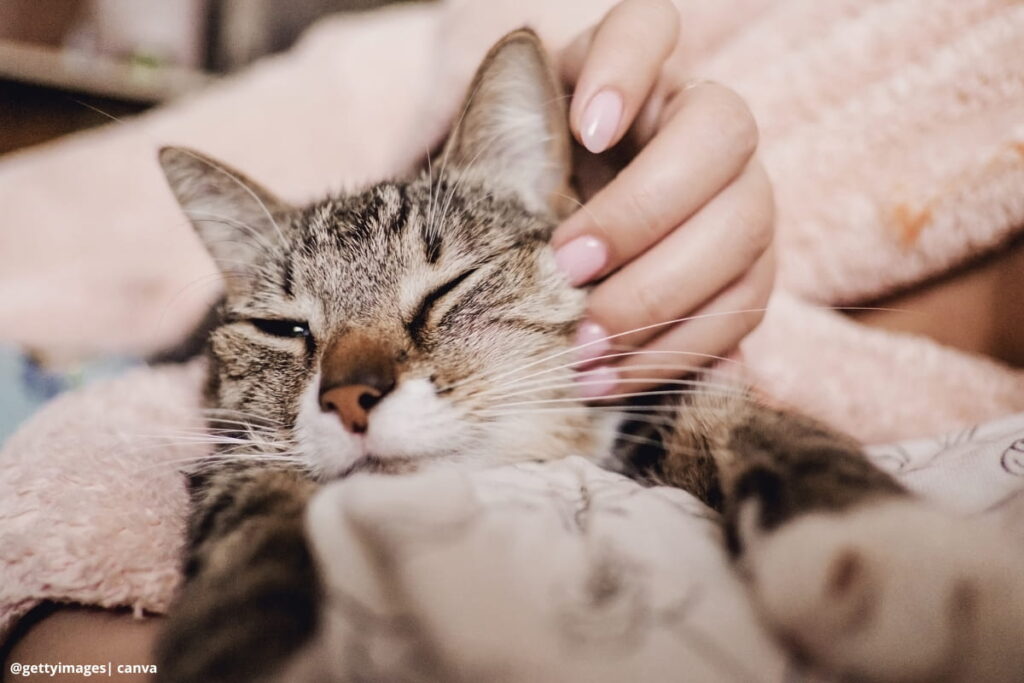 Imagen de un gato relajado