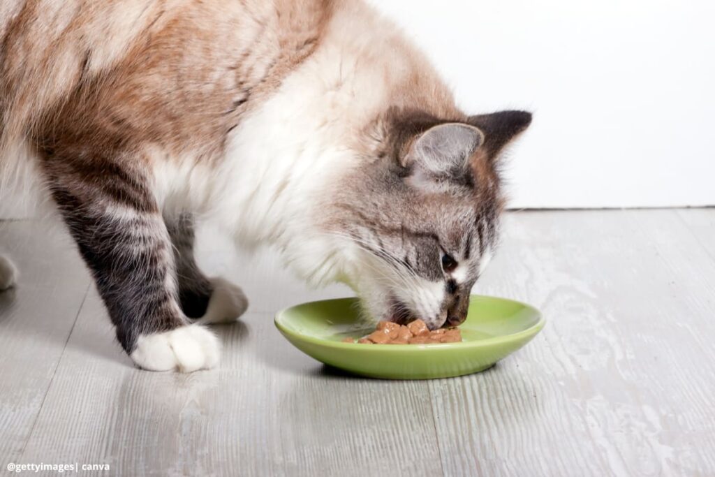 Imagen de un gato adulto comiendo de un plato