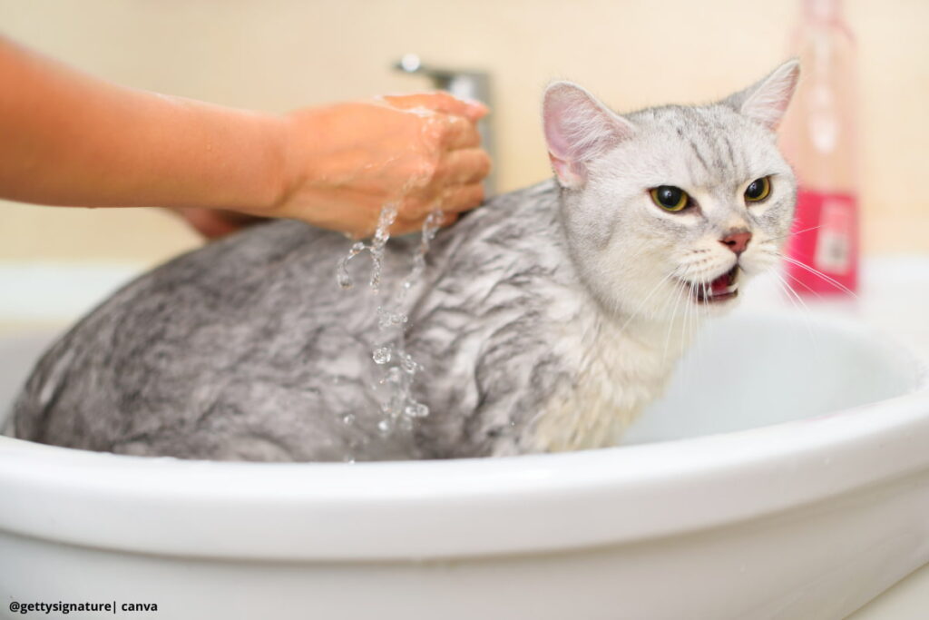 Imagen de un gato recibiendo un baño
