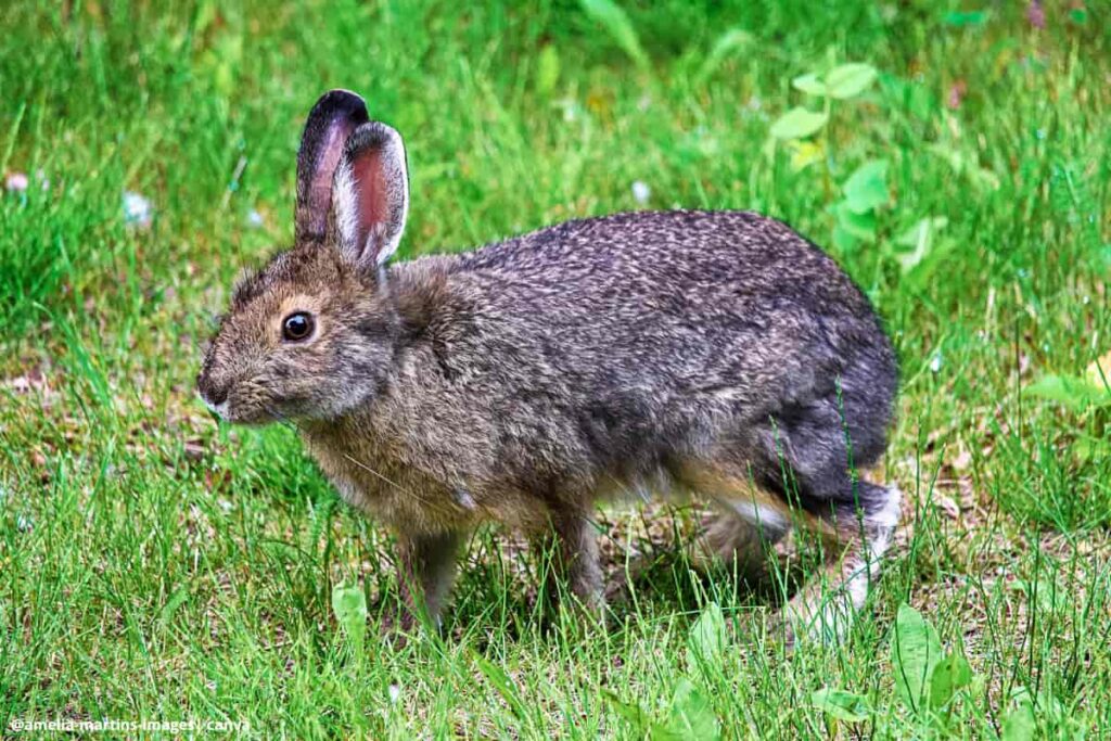 Imagen de un conejo silvestre