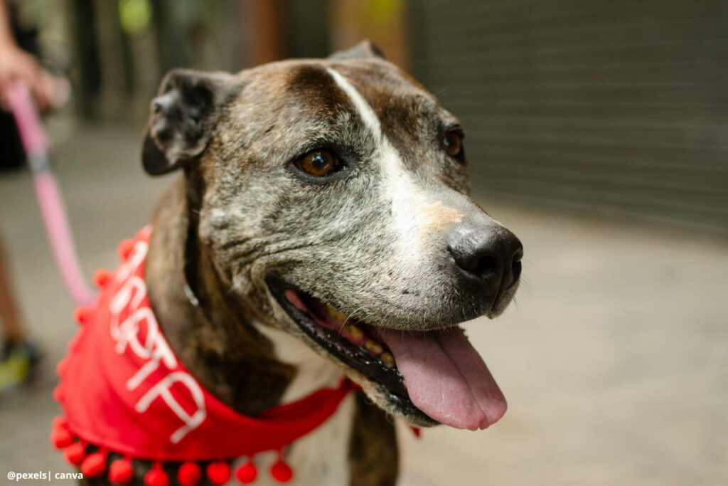 adopta_con_responsabilidad_colombia