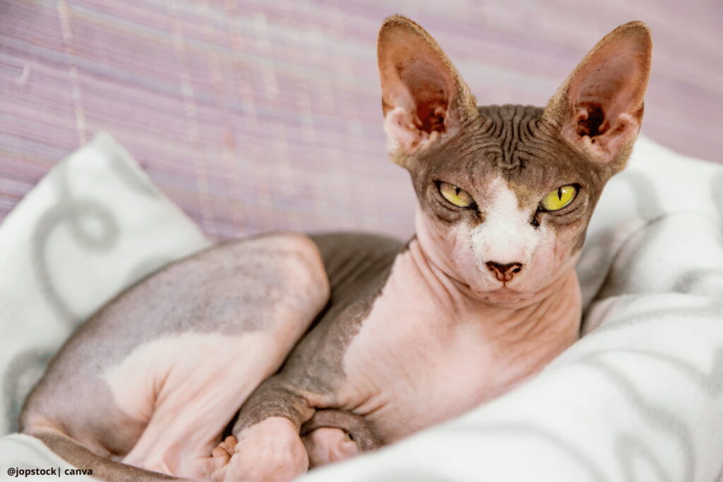 gato Sphynx en una cama