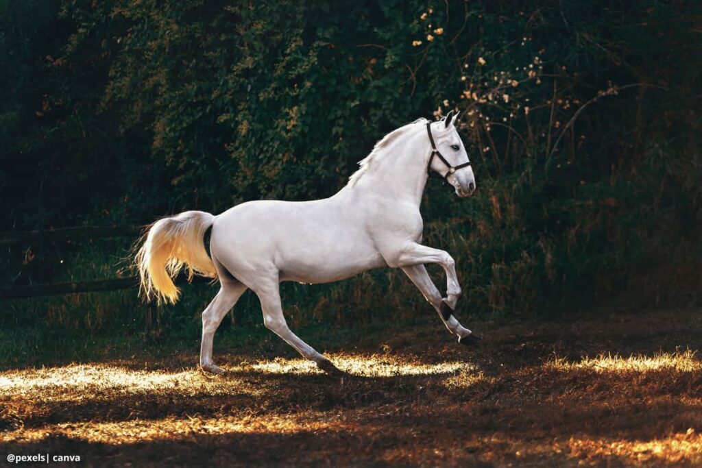 caballo de paso fino