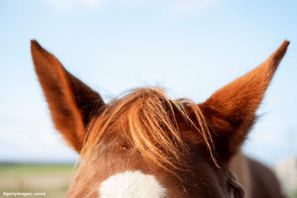 caballo con orejas hacia atras