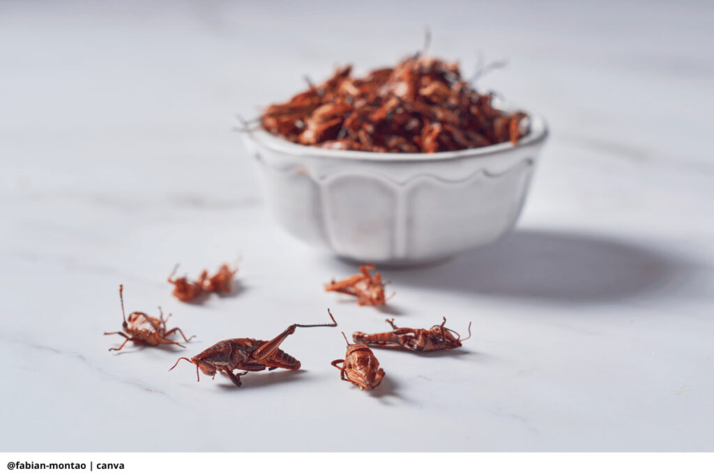 Imagen de grillos y chapulines