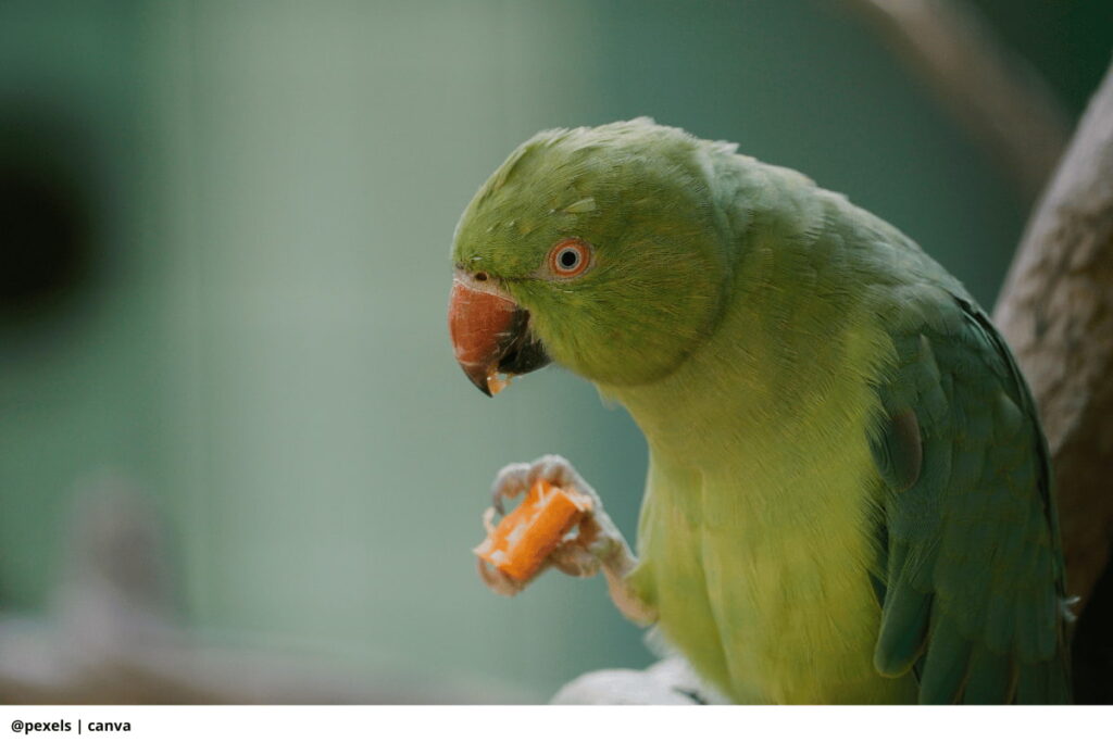 Imagen de un tazón de comida para perico