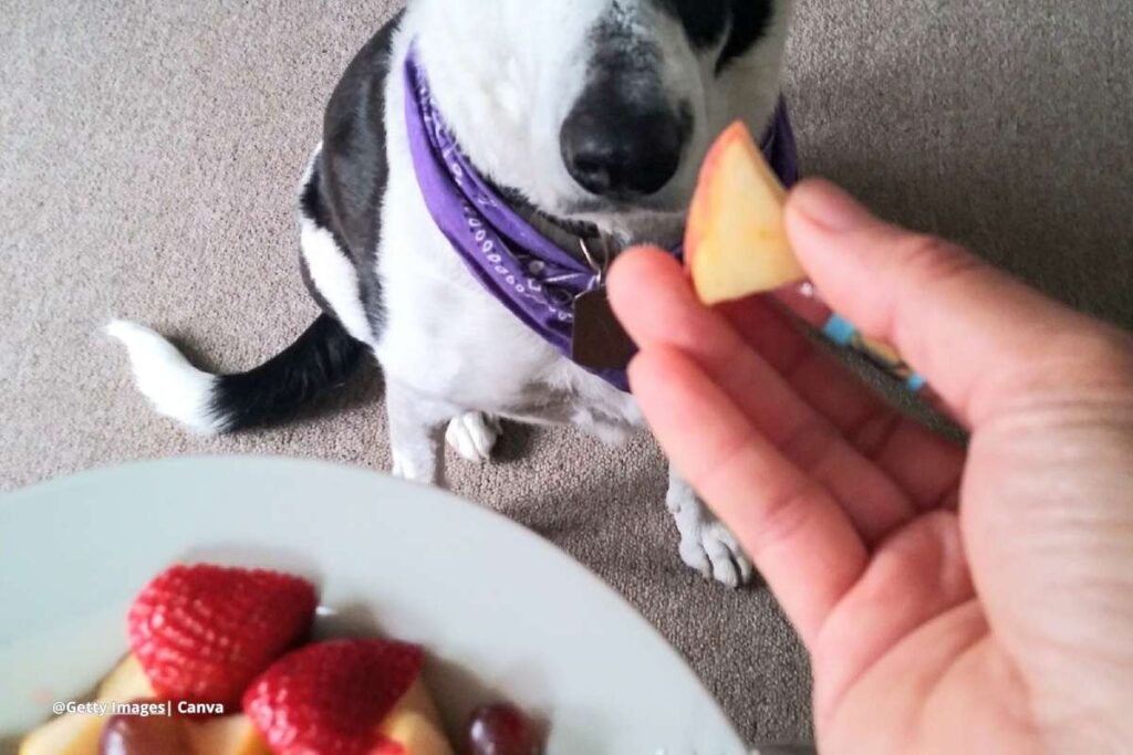 diarrea por frutas en perros