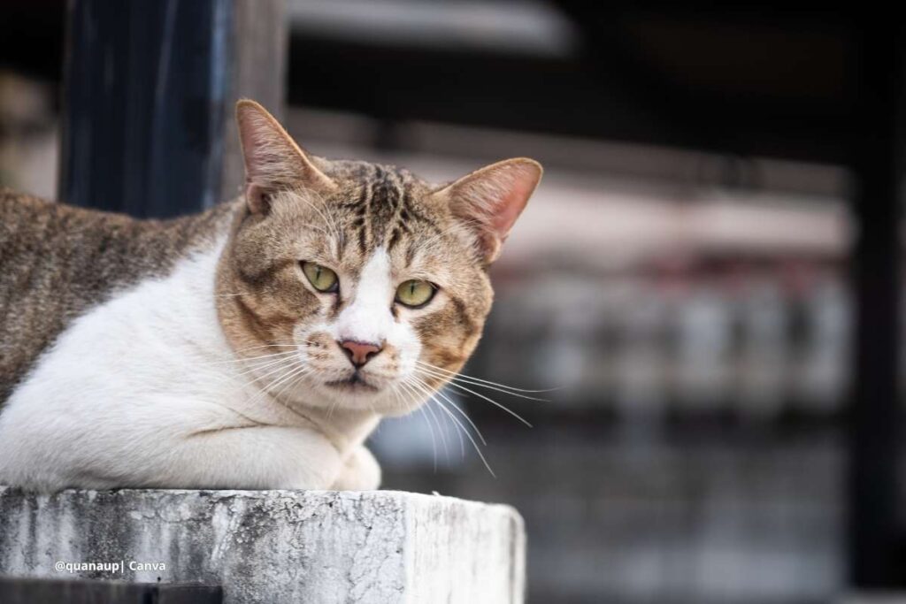 Gatos senior en adopción