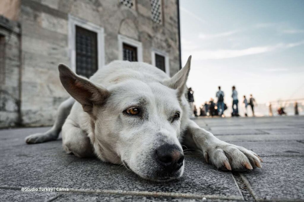 perro ataca a mi perro