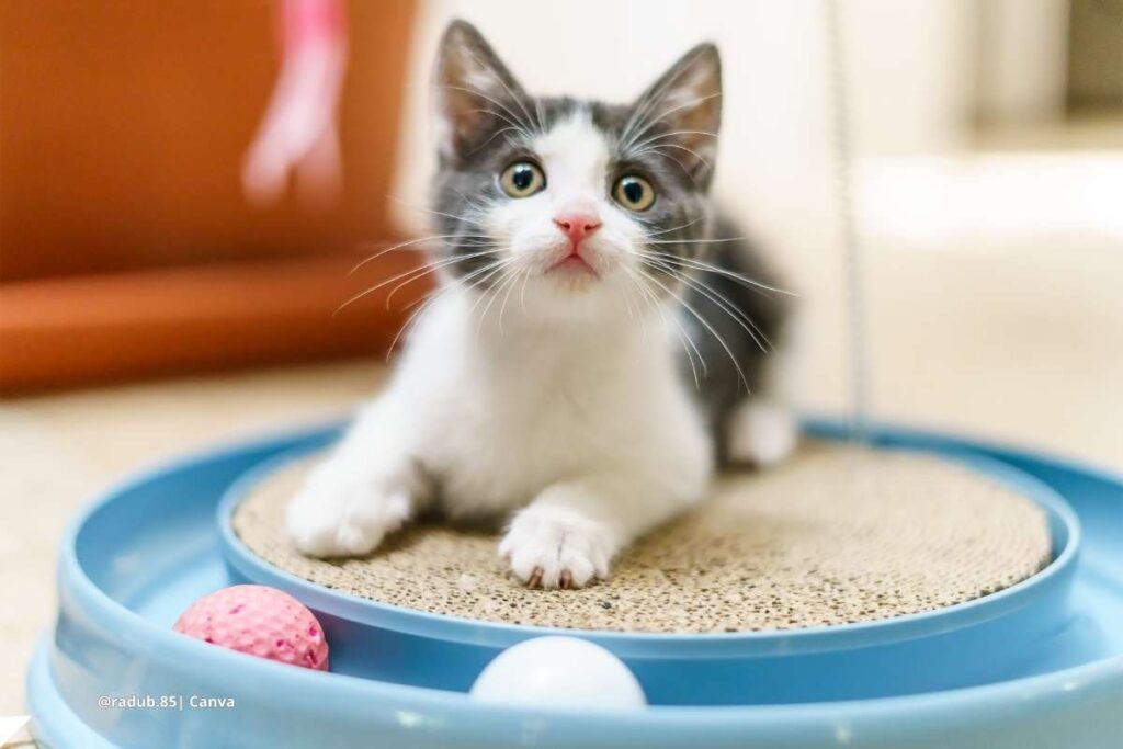 gato cómodo en casa