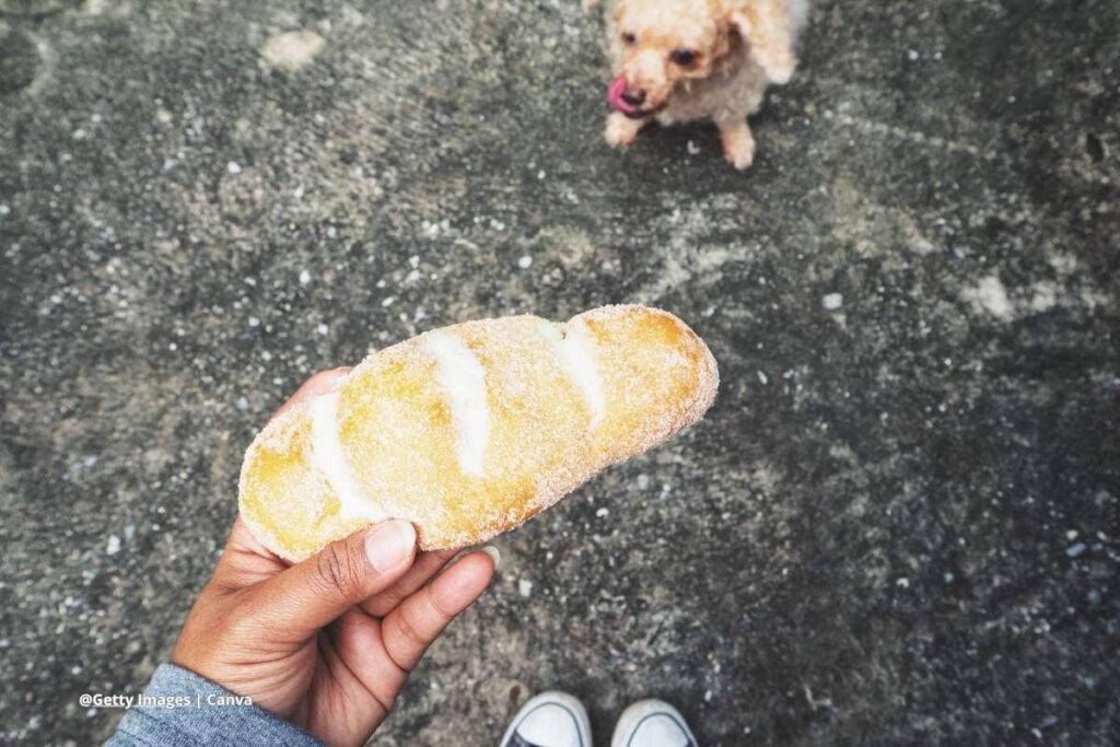 pan y obesidad en perros