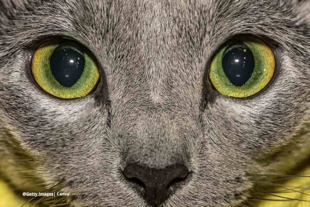 pupila redonda en gatos