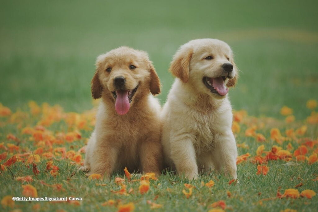 cachorros jugando juntos destete de cachorros