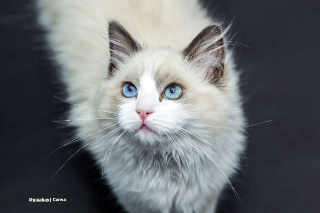 gato bengalí Colombia