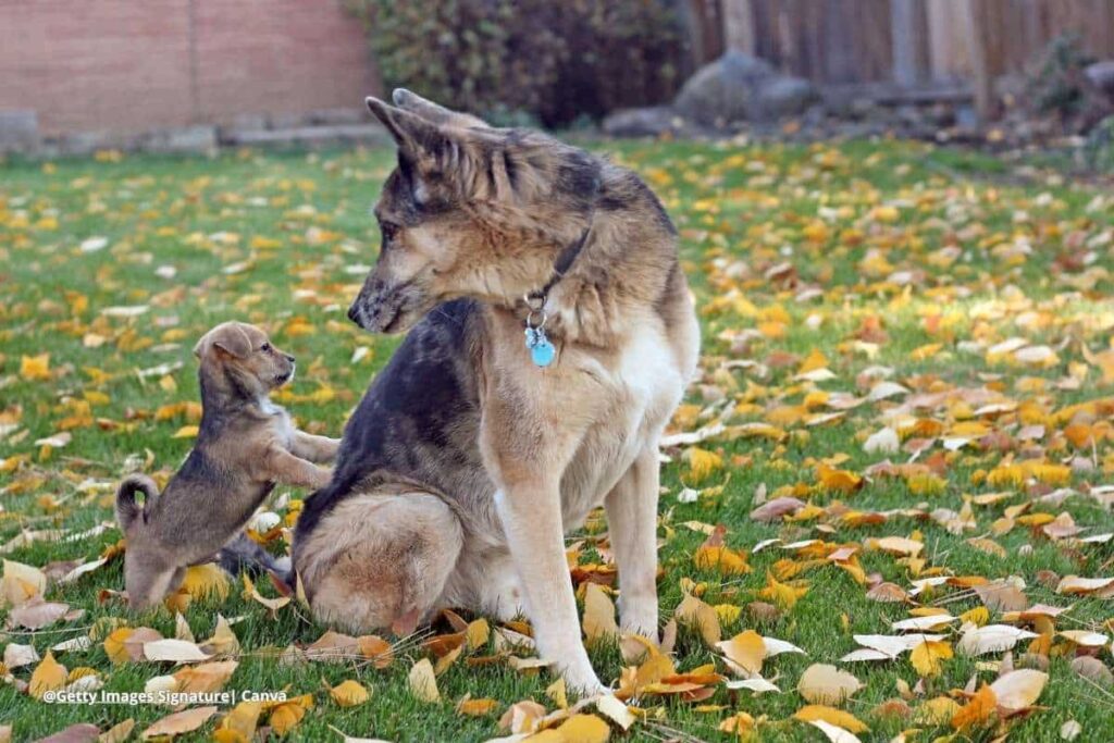mascotas y niños adopción de mascotas