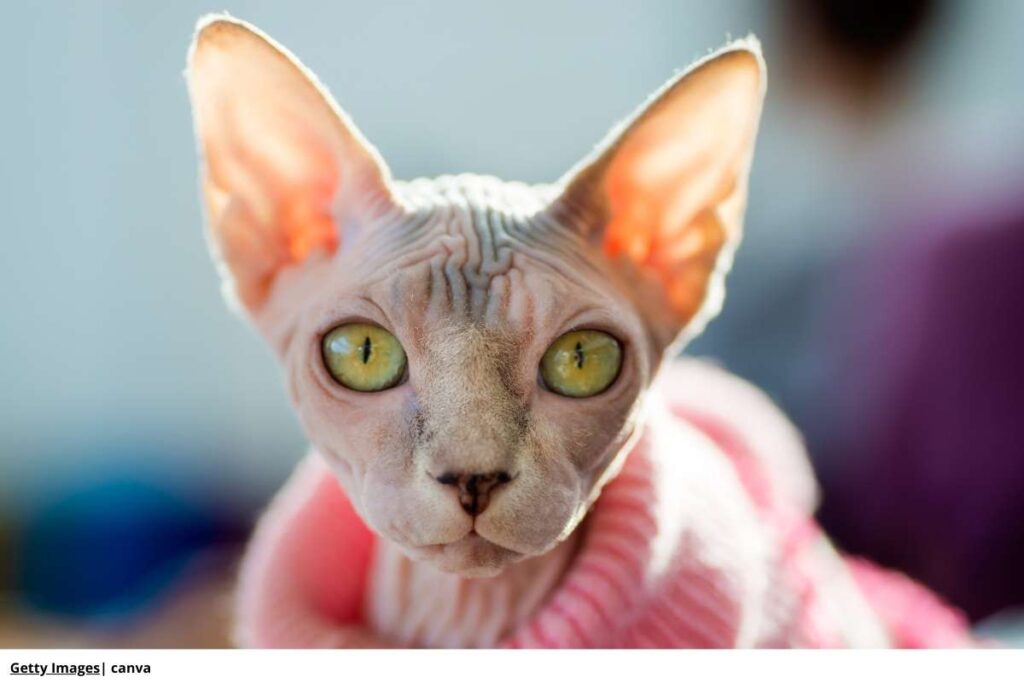 gato Sphynx